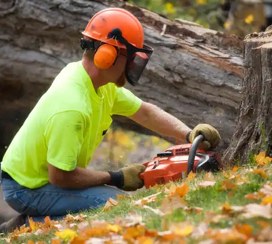 tree services Hermitage